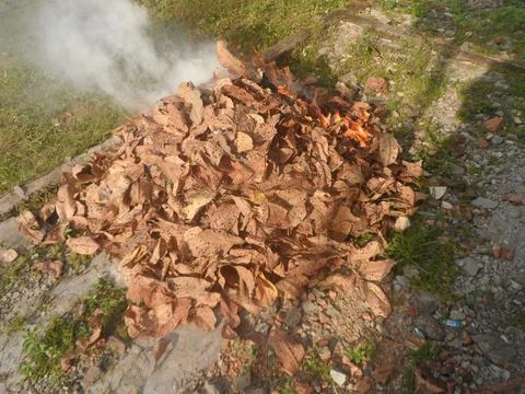 Burn leaf litter Stock Photos