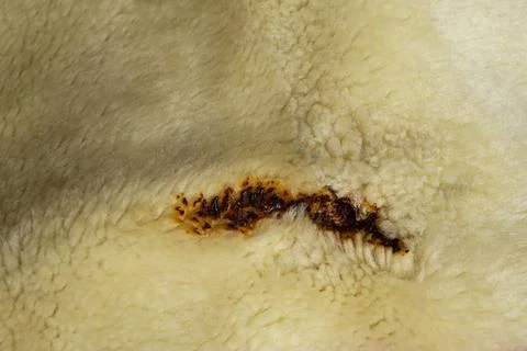 Burn mark on a beige polyester blanket , fire hazard concept, soft focus cl.. Stock Photos