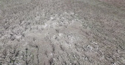 Burn Scars of Forest Fire Stock Footage 221096193