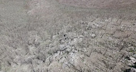 Burn Scars of Forest Fire Stock Footage 221096257
