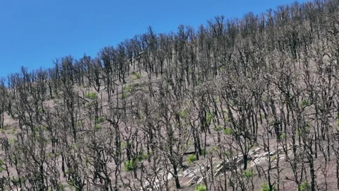 Burn Scars of Forest Fire Stock Footage 221096463