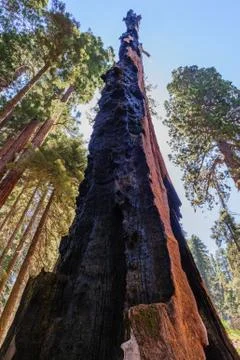Burn Scars on a giant Sequoia Tree Stock Photos
