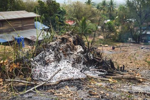 Burn stump, ash Stock Photos
