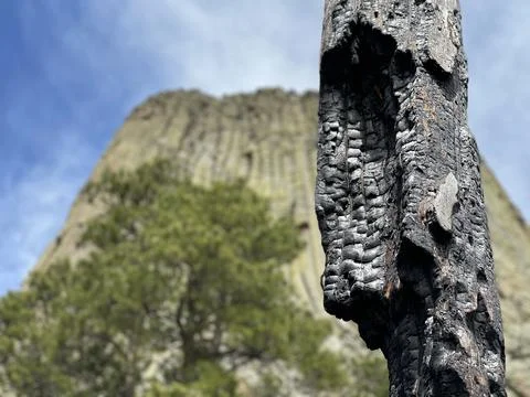 Burn Tree with Devils tour in the background Stock Photos