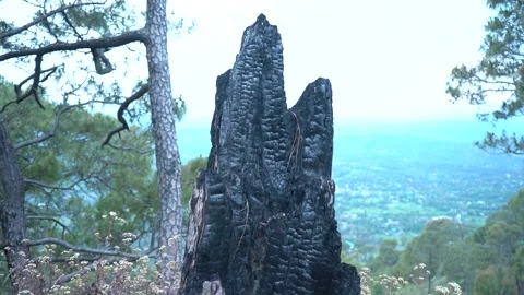 Burnd Tree Routes standing alone in black color palampur himachal Pradesh In Stock Footage 297193201