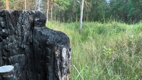 Burned And Charred Tree Trunk Close Up. Hot Summer Weather. Aftermath Of Forest  스톡 동영상 115100437