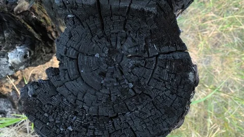 Burned And Charred Tree Trunk Close Up. Hot Summer Weather. Aftermath Of Forest  Stockbeeldmateriaal 115100458