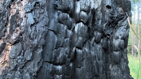 Burned And Charred Tree Trunk Close Up. Hot Summer Weather. Aftermath Of Forest  스톡 동영상 115100472