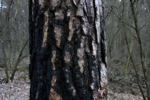 Burned and charred tree trunks after a fire Stock-Fotos