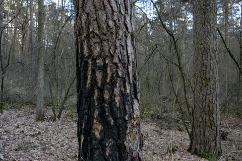 Burned and charred tree trunks after a fire Stock-Fotos