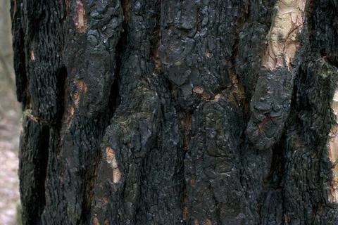 Burned and charred tree trunks after a fire Stock Photos