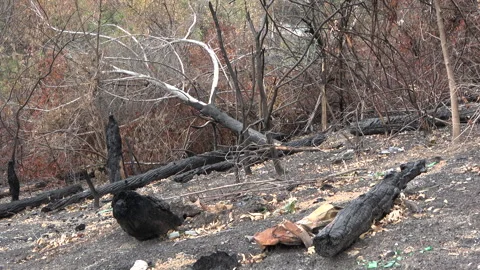 Burned and fallen tree trunks after the fire Stock Footage 285246653