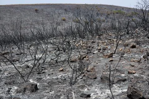 Burned area in a fire Foto stock