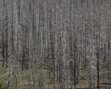 Burned area in pine forest - zoom out hillside with dead trees still standing Stock Footage 21782661