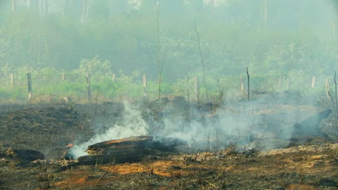Burned area in the southern Amazon rainforest with smoldering logs and smoke Stock Footage 340294755