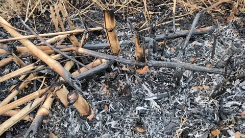 Burned Bamboo After Wildfire Stock Footage 340504461