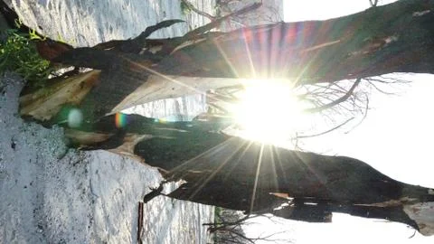 Burned bark hangs from the bleached white trees Stock Photos