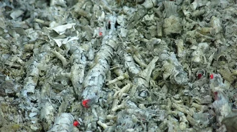 Burned coals Vídeos de archivo 67208178