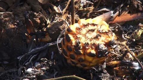 Burned corncob on the ground Stock Footage 56512557