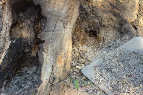 Burned an dead tree with ashes surrounding it Stock Photos