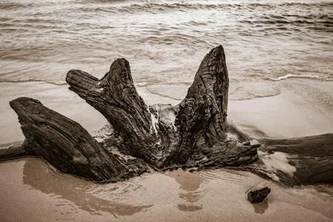 Burned Drift wood on sandy beach shore Stock Photos