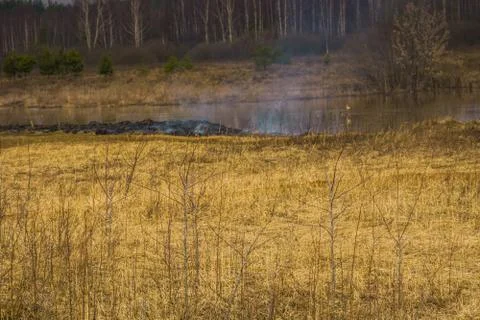Burned Dry Grass Foto stock