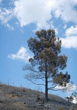 Burned dry pine tree at the edge of a hill after a forest fire. Forest Fire Stock-Fotos