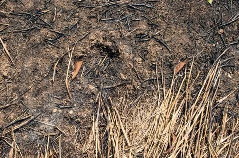 Burned earth Stock Photos