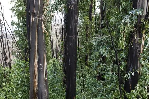 Burned eucalypt trees sprouring after a wildfire Stock Photos