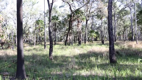 Burned Eucalyptus forest Stock Footage 286327987