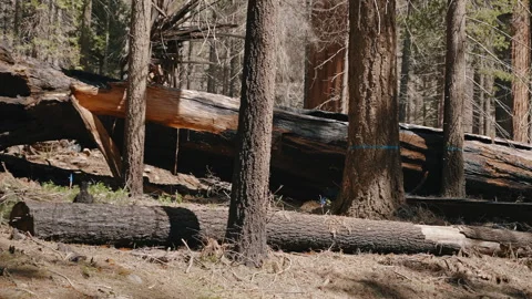 Burned Fallen Tree in Forest Sequoia National Park Stock Footage 314895750
