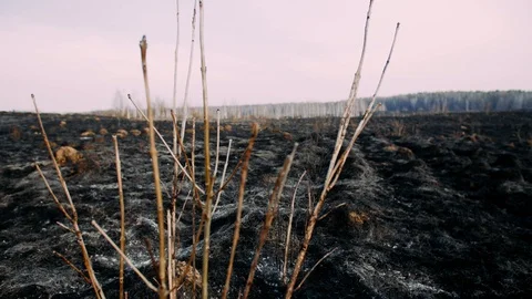 Burned field after a forest fire 스톡 동영상 128800749