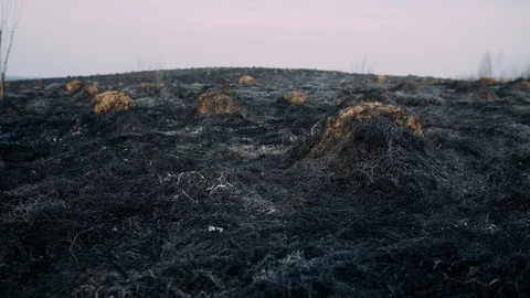Burned field after a forest fire 스톡 동영상 128800961