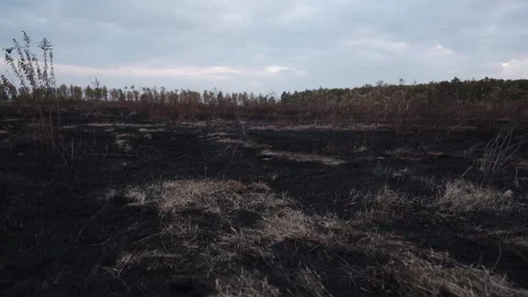 Burned field Stock Footage 163921054