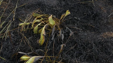 Burned in the fire growing grass 스톡 동영상 123575737