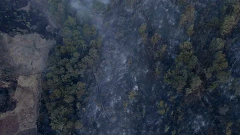 A burned forest after a fire 4k Stock Footage 151815826