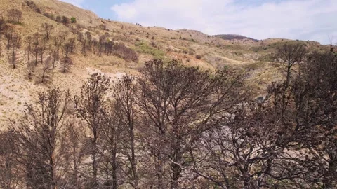 Burned forest after forest fire. Charred trees and ground aerial view Stock Footage 224829890