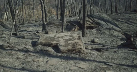 Burned forest after a forest fire in Spain. Forest fire concept Stock Footage 247494814
