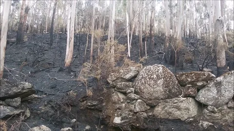 Burned forest after a huge fire in the north of Portugal Stock Footage 53366249