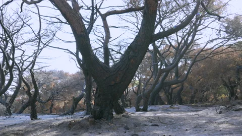 Burned Forest After Wildfire Disaster Stock Footage 314151328