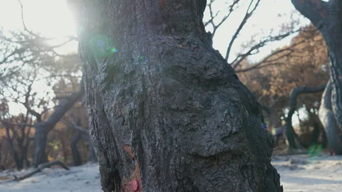 Burned Forest After Wildfire Disaster Stock Footage 314153760