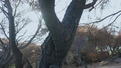 Burned Forest After Wildfire Disaster Stock Footage 314154468