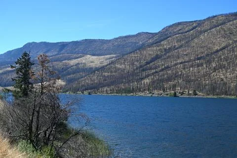 Burned forest after wildfire. dramatic burned forest in Canada Stock Photos