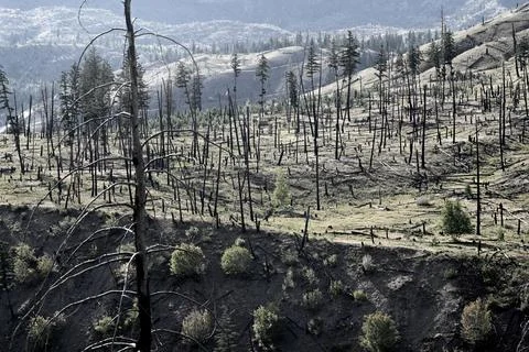 Burned forest after wildfire. dramatic burned forest in Canada 写真素材