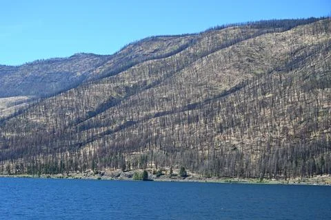 Burned forest after wildfire. dramatic burned forest in Canada Stock Photos