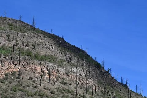 Burned forest after wildfire. dramatic burned forest in Canada Fotos de archivo