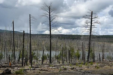 Burned forest after wildfire. Dramatic burned forest in Canada Fotos de archivo