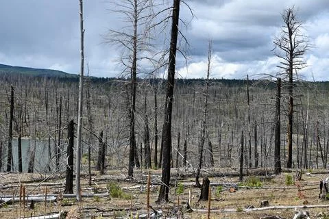 Burned forest after wildfire. Dramatic burned forest in Canada 库存照片