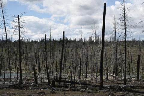 Burned forest after wildfire. Dramatic burned forest in Canada Stock-Fotos