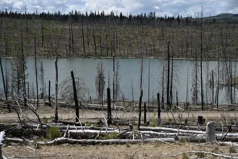 Burned forest after wildfire. Dramatic burned forest in Canada Foto stock